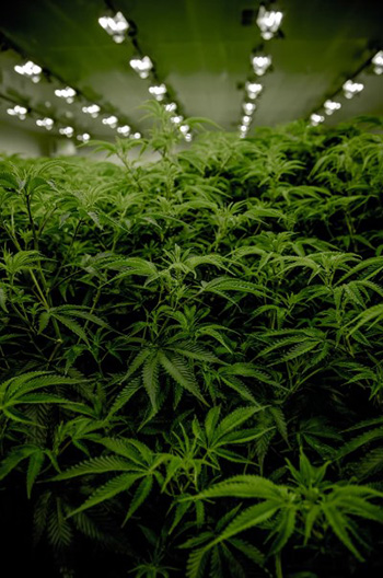 Marijuana Grow Room